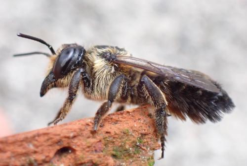 Megachile (circumcincta-nigriventris)